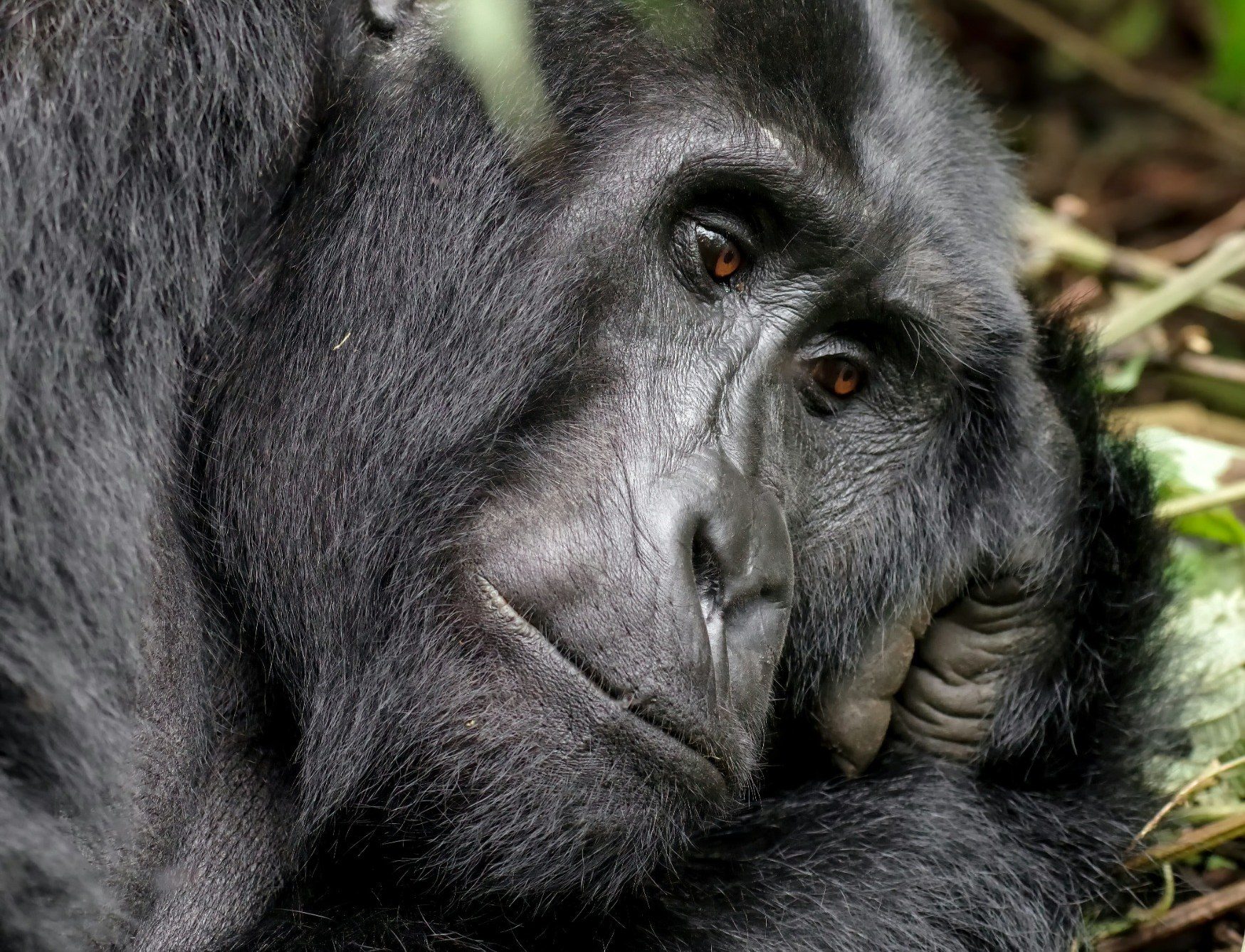 Mountain gorilla experience in Rwanda