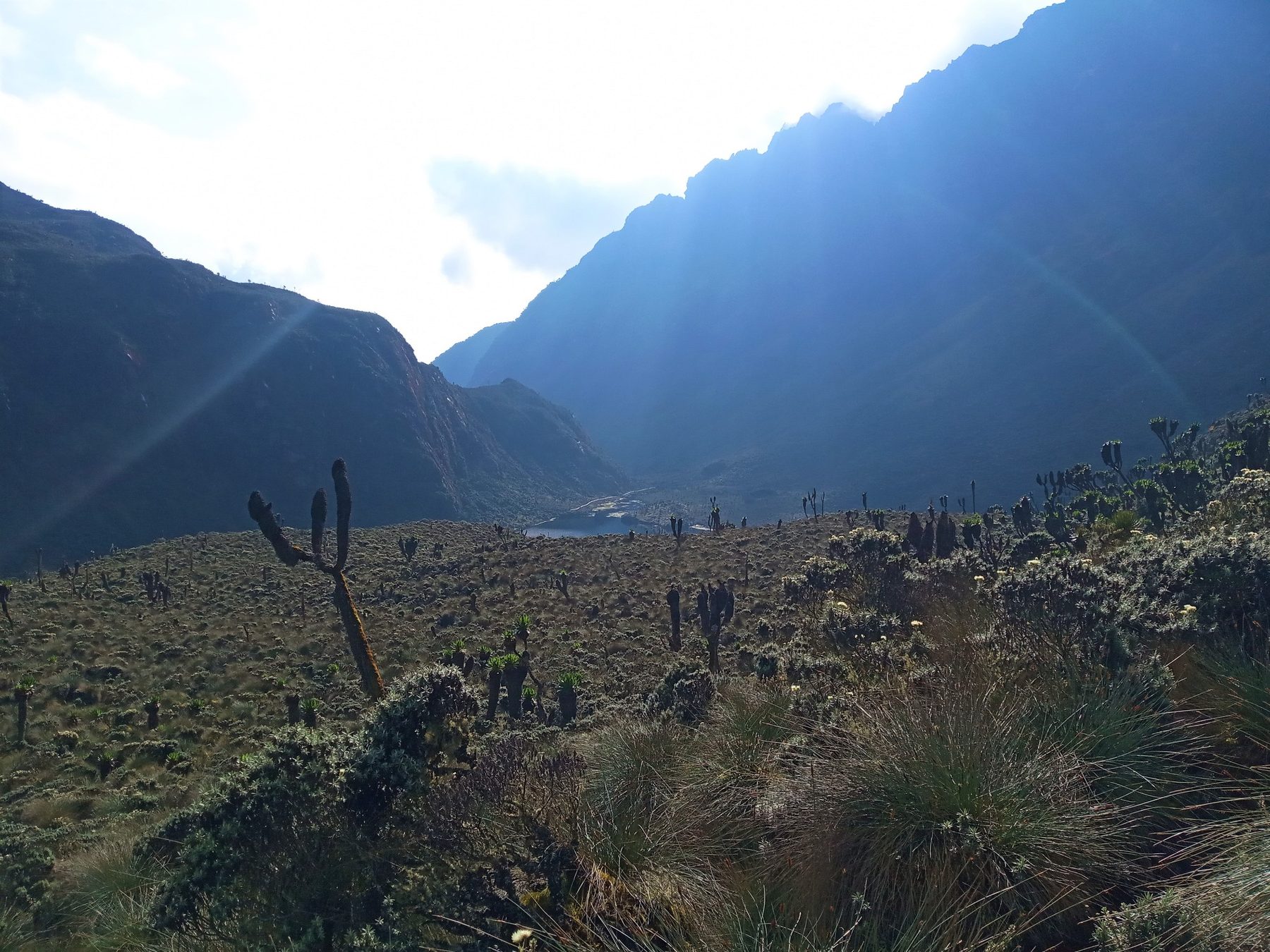 Rwenzori mountain trail
